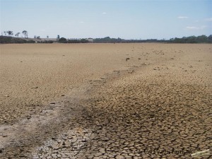 Ausgetrockneter See mit toten Fischen