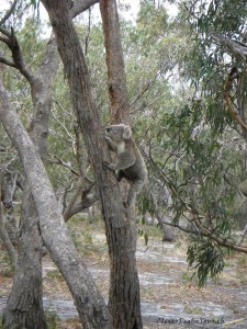 Koala