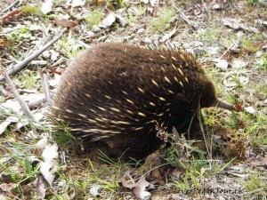 Echidna