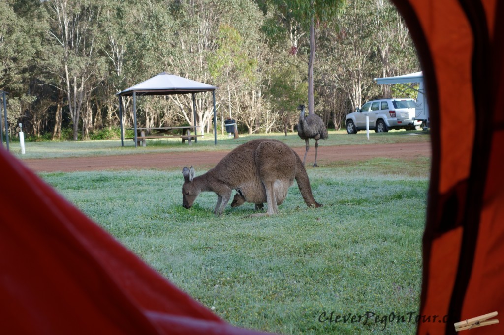 Munda-Biddi Teil 2 (12)