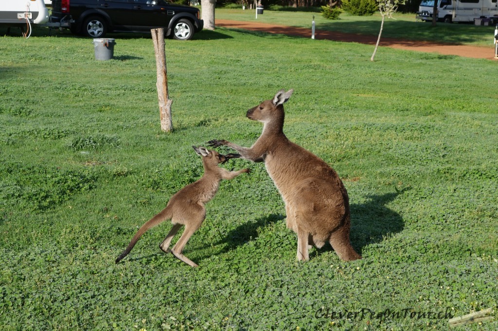 Munda-Biddi Teil 2 (14)
