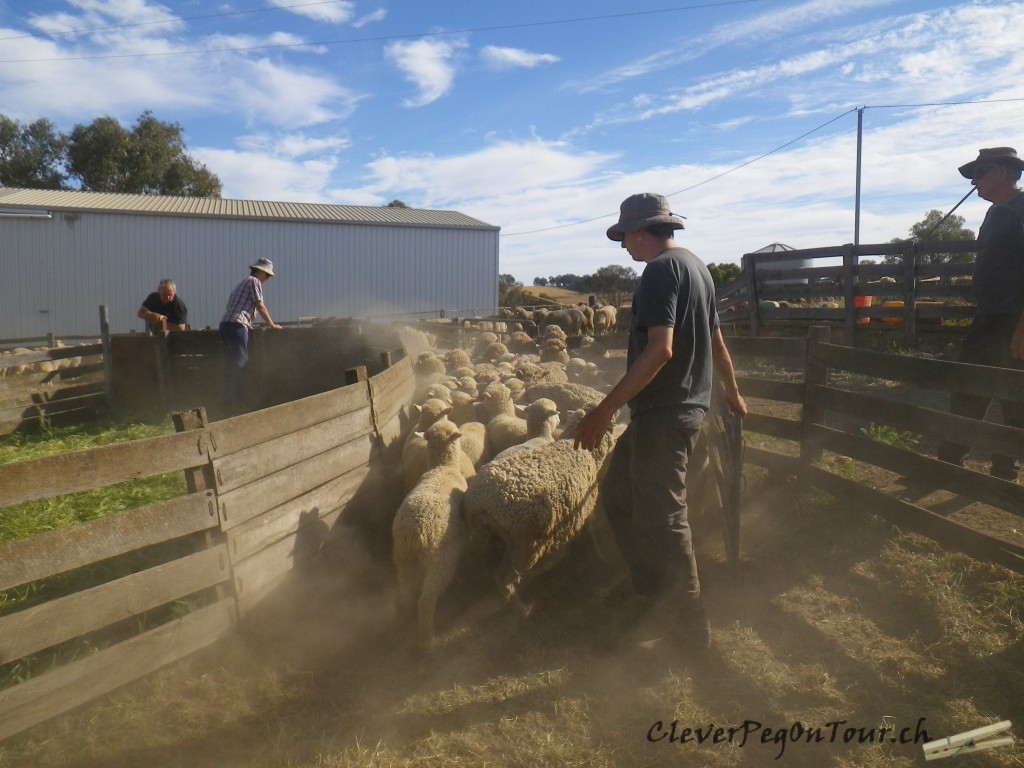 Munda-Biddi Teil 2 (28)