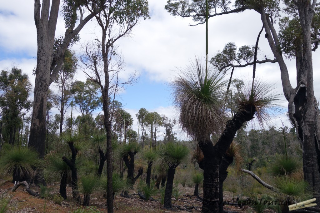 Munda-Biddi Teil 2 (3)