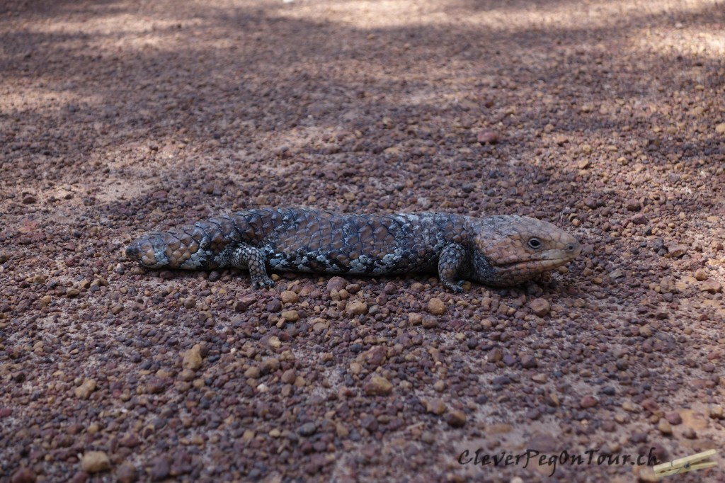 Munda-Biddi Teil 2 (8)