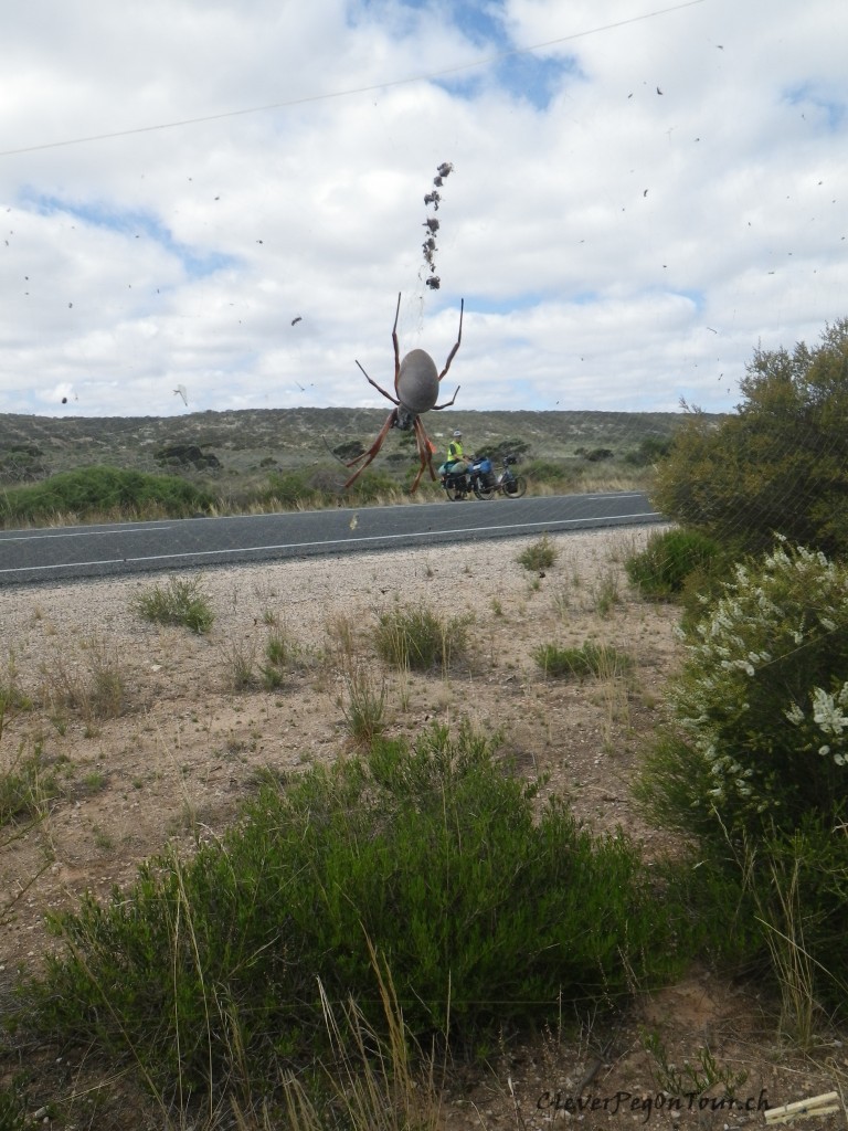 Nullarbor (17)