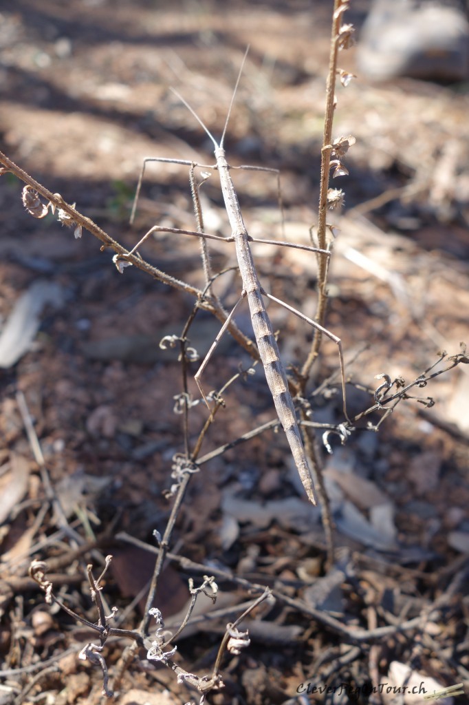 Nullarbor (29)