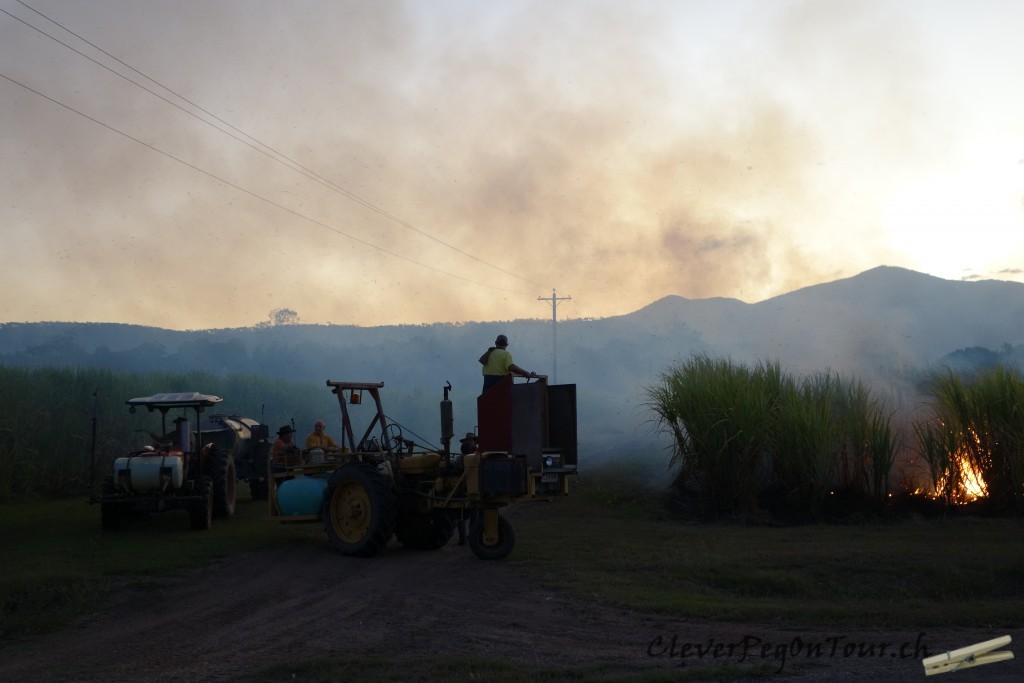 Burdekin (13)