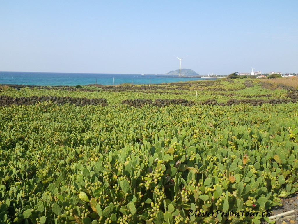 Jeju (10)