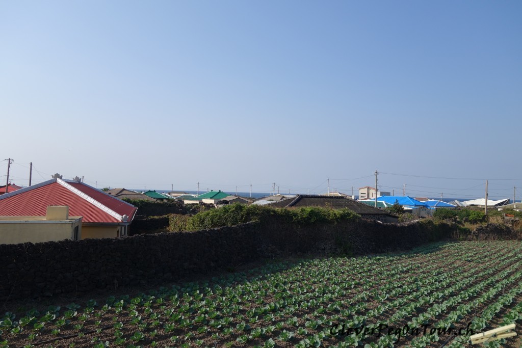 Jeju (11)