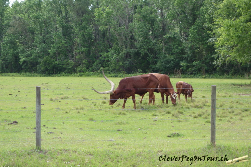 Florida-Georgia (11)